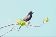 Icterus pyrrhopterus