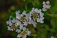Lantana montevidensis