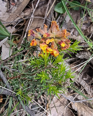 Dillwynia sericea