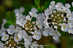 Lantana montevidensis