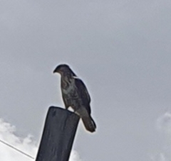 Buteo trizonatus