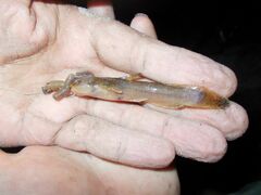 Noturus leptacanthus