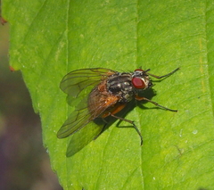 Phaonia subventa
