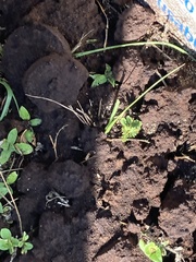 Scleroderma polyrhizum