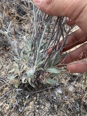 Eriogonum plumatella