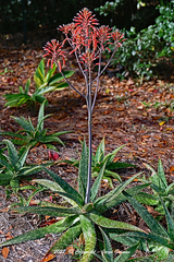 Aloe maculata