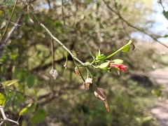 Dicliptera scutellata