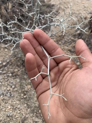 Eriogonum plumatella