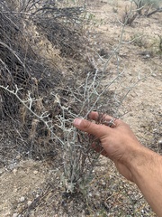Eriogonum plumatella