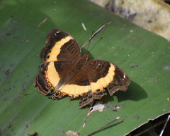 Junonia elgiva