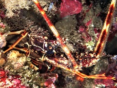 Palinurus elephas
