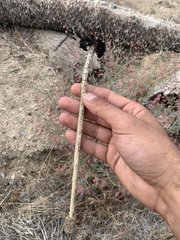Montagnea arenaria