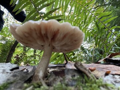 Pluteus exilis