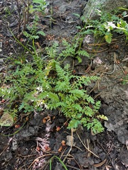 Hydrophyllum
