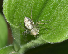 Oxyopes