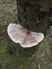 Climacocystis borealis