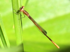 Agriocnemis falcifera