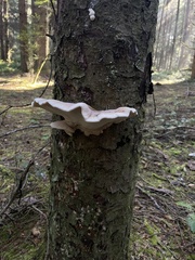 Climacocystis borealis