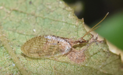 Hemerobius