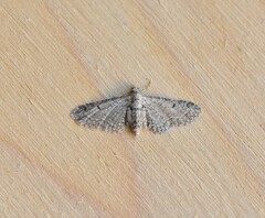 Eupithecia ultimaria