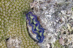 Tridacna crocea