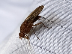 Tetanocera