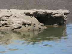 Graptemys pseudogeographica