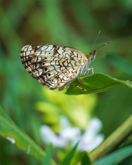 Phyciodes phaon