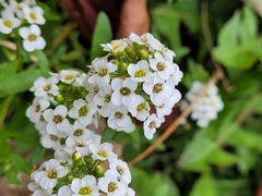 Lobularia maritima
