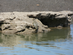 Graptemys pseudogeographica