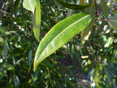 Salix laevigata