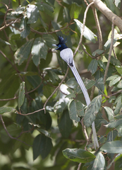 Terpsiphone paradisi