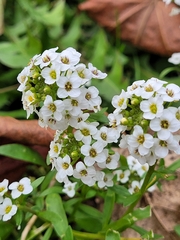 Lobularia maritima