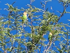 Agapornis roseicollis