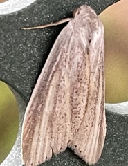 Prionopterina grammatistis