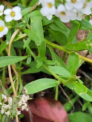 Lobularia maritima
