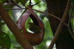 Mandingoa nitidula nitidula