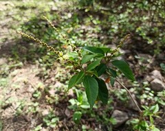 Croton lachnostachyus