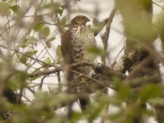 Accipiter bicolor