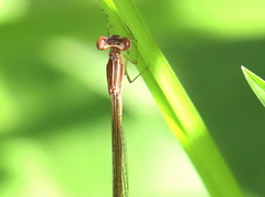 Agriocnemis falcifera