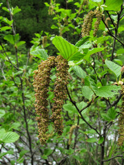 Alnus alnobetula