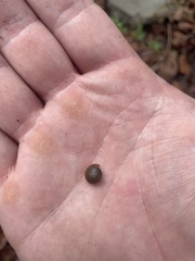 Polygyra cereolus