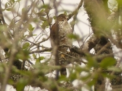 Accipiter bicolor