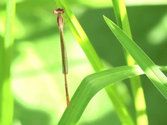 Agriocnemis falcifera
