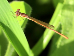 Agriocnemis falcifera