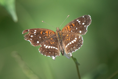 Anthanassa texana texana