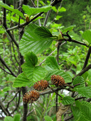 Alnus alnobetula