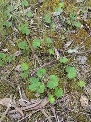 Hydrocotyle laxiflora
