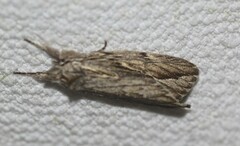 Ecnomodes sagittaria