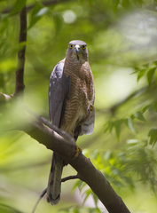 Accipiter badius